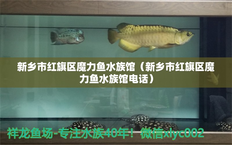 新鄉(xiāng)市紅旗區(qū)魔力魚水族館（新鄉(xiāng)市紅旗區(qū)魔力魚水族館電話） 全國水族館企業(yè)名錄