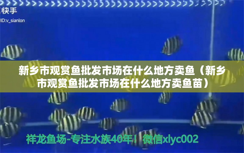 新鄉(xiāng)市觀賞魚批發(fā)市場在什么地方賣魚（新鄉(xiāng)市觀賞魚批發(fā)市場在什么地方賣魚苗）