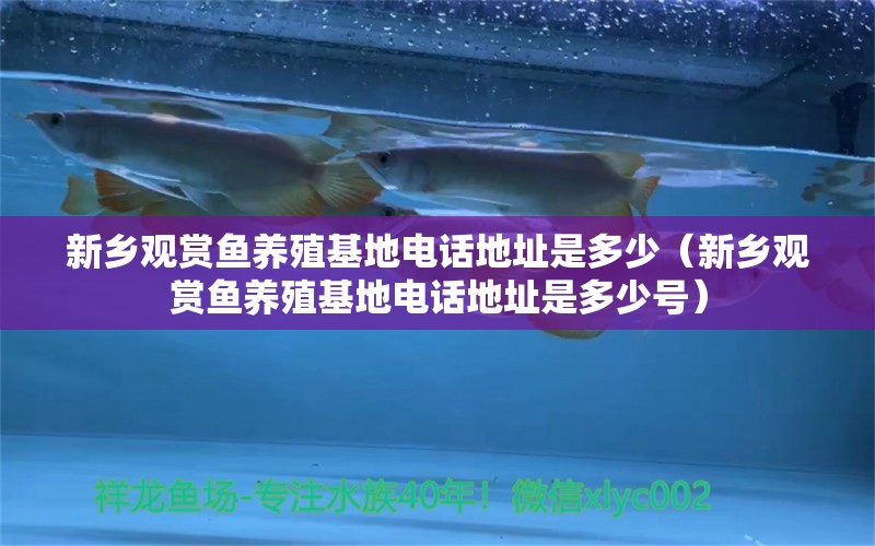 新鄉(xiāng)觀賞魚養(yǎng)殖基地電話地址是多少（新鄉(xiāng)觀賞魚養(yǎng)殖基地電話地址是多少號）