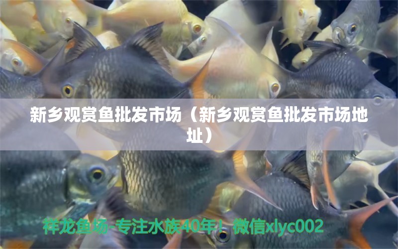 新鄉(xiāng)觀賞魚(yú)批發(fā)市場(chǎng)（新鄉(xiāng)觀賞魚(yú)批發(fā)市場(chǎng)地址）