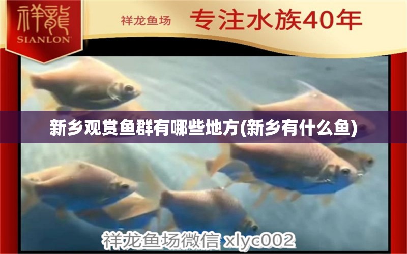 新鄉(xiāng)觀賞魚群有哪些地方(新鄉(xiāng)有什么魚) 暹羅巨鯉