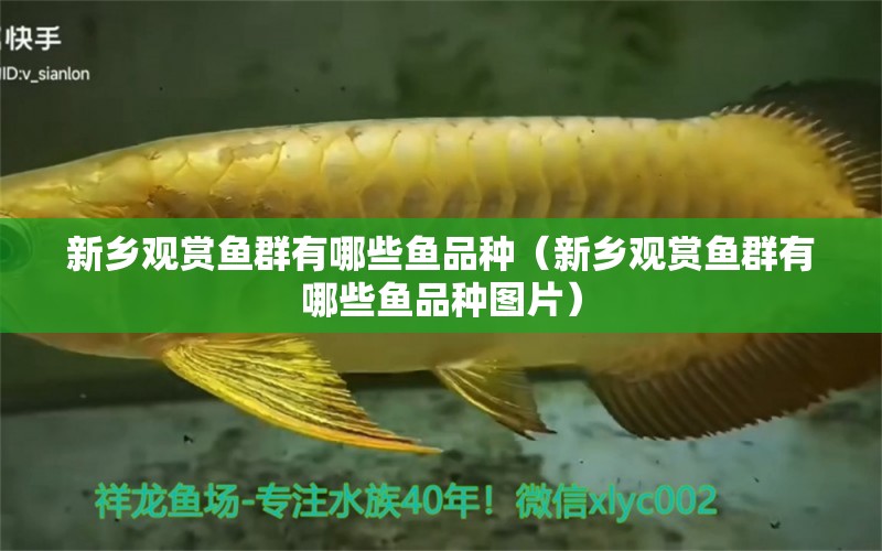 新鄉(xiāng)觀賞魚群有哪些魚品種（新鄉(xiāng)觀賞魚群有哪些魚品種圖片）