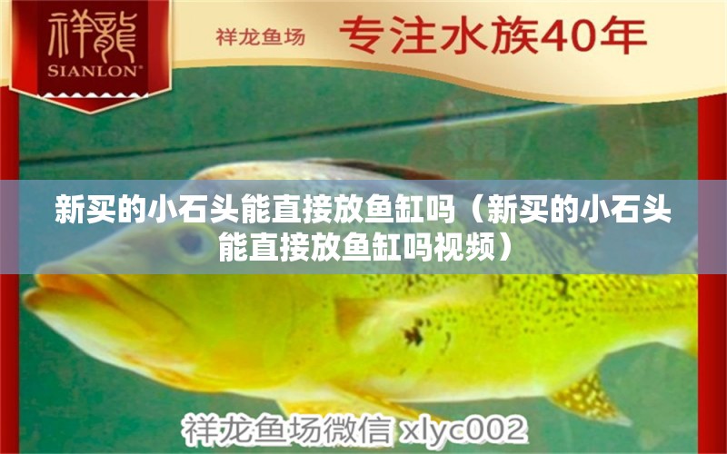 新買的小石頭能直接放魚缸嗎（新買的小石頭能直接放魚缸嗎視頻）