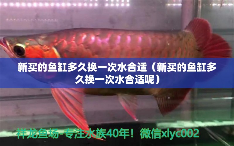 新買的魚缸多久換一次水合適（新買的魚缸多久換一次水合適呢） 祥龍水族醫(yī)院