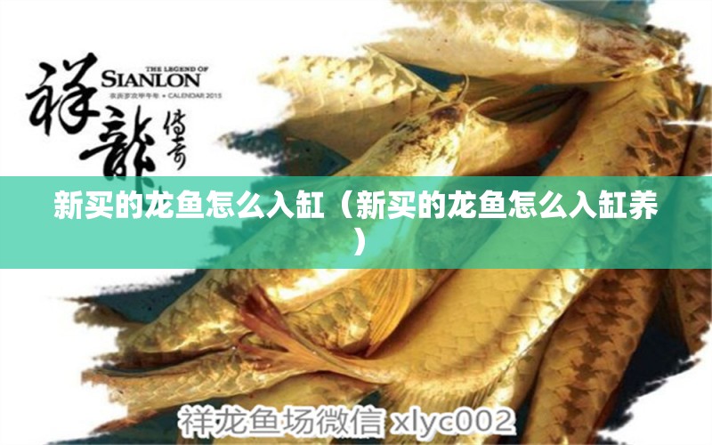 新買的龍魚怎么入缸（新買的龍魚怎么入缸養(yǎng)）