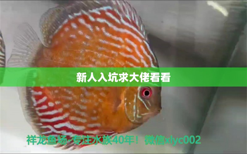 新人入坑求大佬看看 銀龍魚