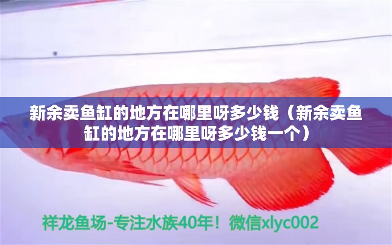 新余賣魚缸的地方在哪里呀多少錢（新余賣魚缸的地方在哪里呀多少錢一個） 祥龍水族醫(yī)院