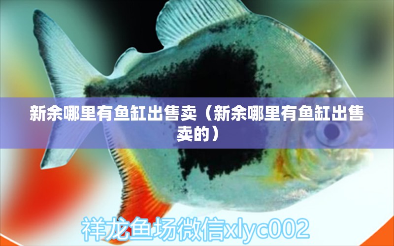 新余哪里有魚(yú)缸出售賣(mài)（新余哪里有魚(yú)缸出售賣(mài)的）