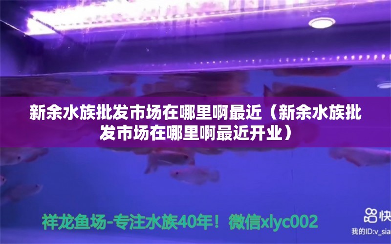 新余水族批發(fā)市場在哪里啊最近（新余水族批發(fā)市場在哪里啊最近開業(yè)）