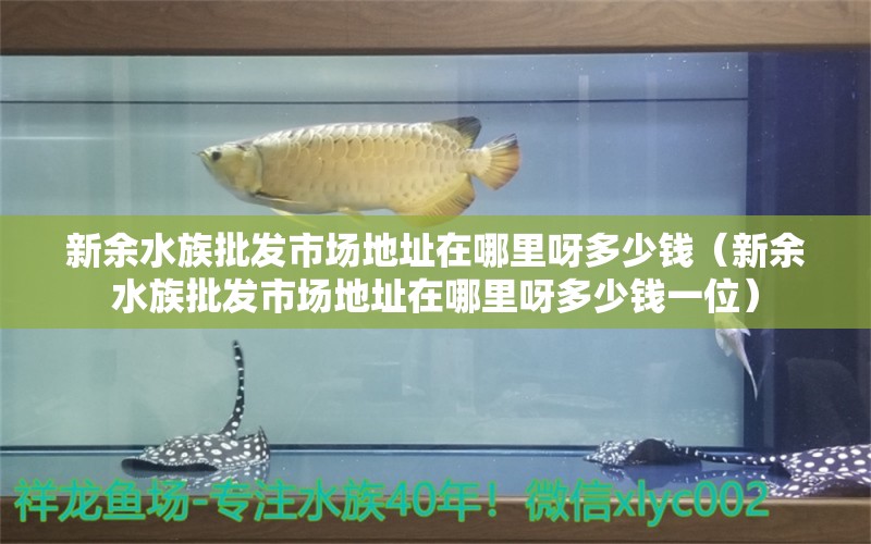 新余水族批發(fā)市場地址在哪里呀多少錢（新余水族批發(fā)市場地址在哪里呀多少錢一位） 觀賞魚水族批發(fā)市場