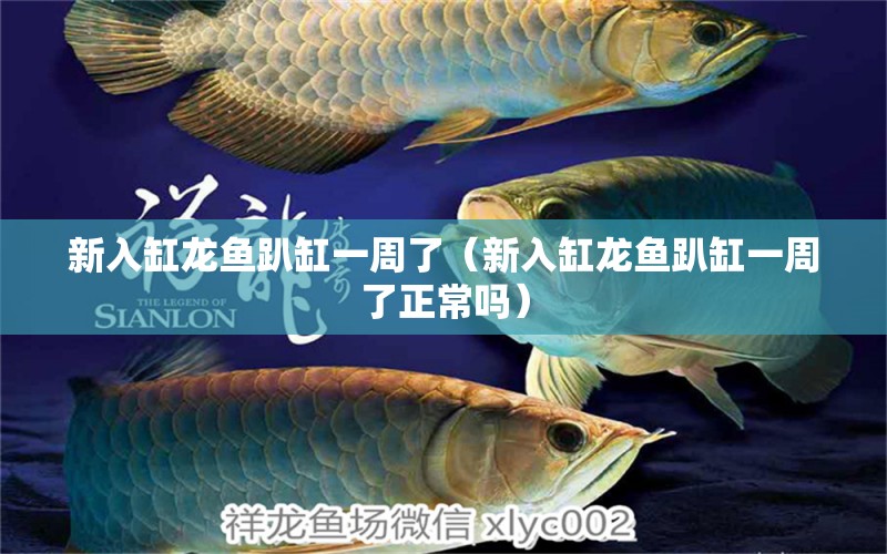 新入缸龍魚趴缸一周了（新入缸龍魚趴缸一周了正常嗎） 量子養(yǎng)魚技術(shù)