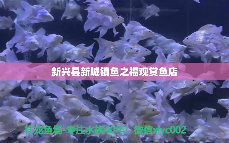 新興縣新城鎮(zhèn)魚之福觀賞魚店 全國水族館企業(yè)名錄