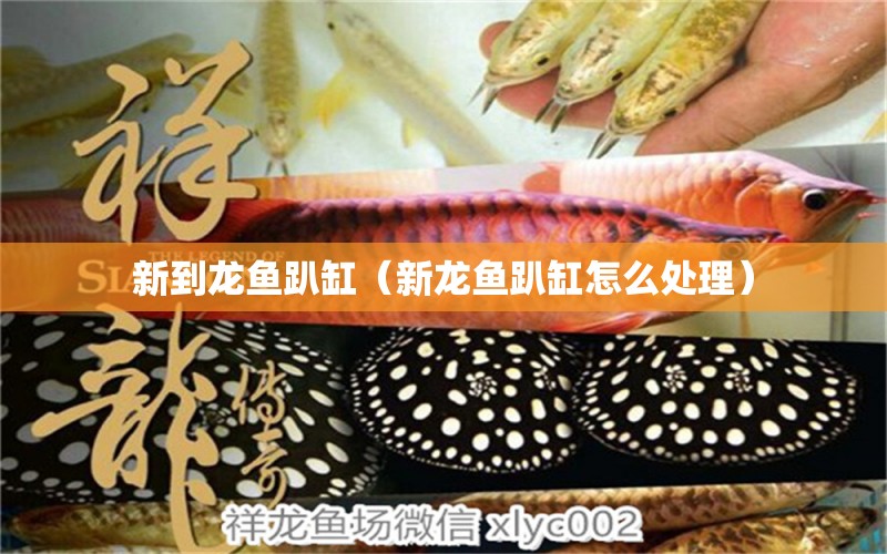 新到龍魚趴缸（新龍魚趴缸怎么處理） 廣州龍魚批發(fā)市場(chǎng)