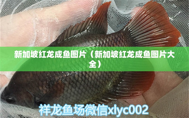 新加坡紅龍成魚(yú)圖片（新加坡紅龍成魚(yú)圖片大全） 廣州龍魚(yú)批發(fā)市場(chǎng)