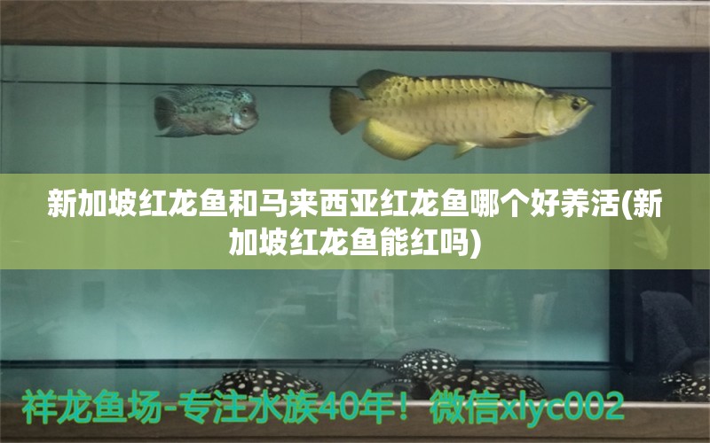 新加坡紅龍魚和馬來西亞紅龍魚哪個好養(yǎng)活(新加坡紅龍魚能紅嗎)