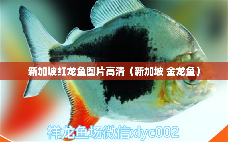 新加坡紅龍魚圖片高清（新加坡 金龍魚） 白子銀版魚苗