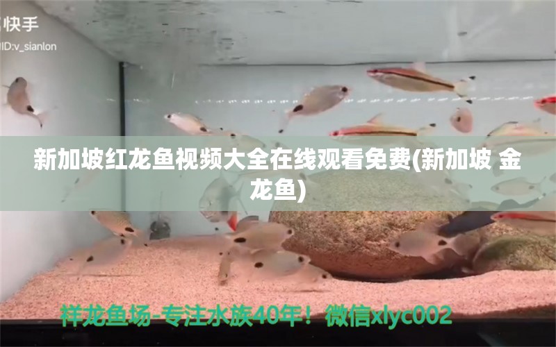 新加坡紅龍魚視頻大全在線觀看免費(fèi)(新加坡 金龍魚) 三間鼠魚