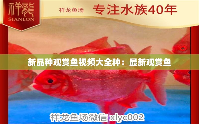 新品種觀賞魚視頻大全種：最新觀賞魚 養(yǎng)魚的好處