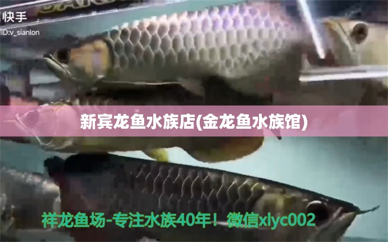 新賓龍魚水族店(金龍魚水族館) 祥龍藍珀金龍魚 第1張