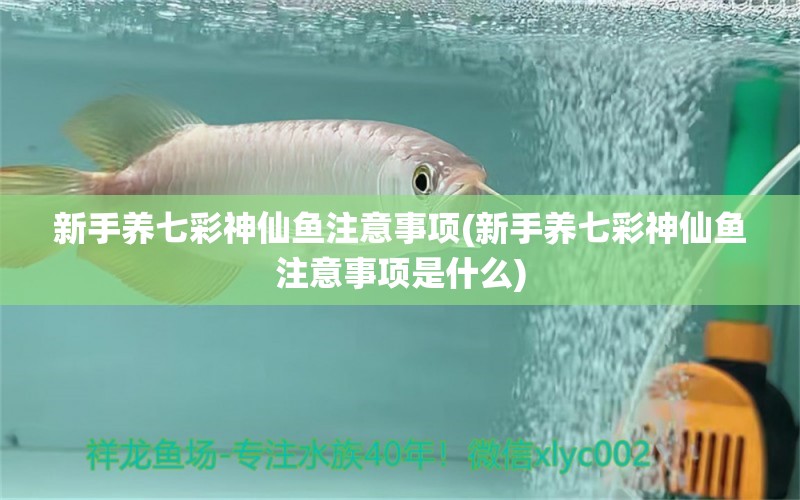 新手養(yǎng)七彩神仙魚注意事項(xiàng)(新手養(yǎng)七彩神仙魚注意事項(xiàng)是什么) 七彩神仙魚