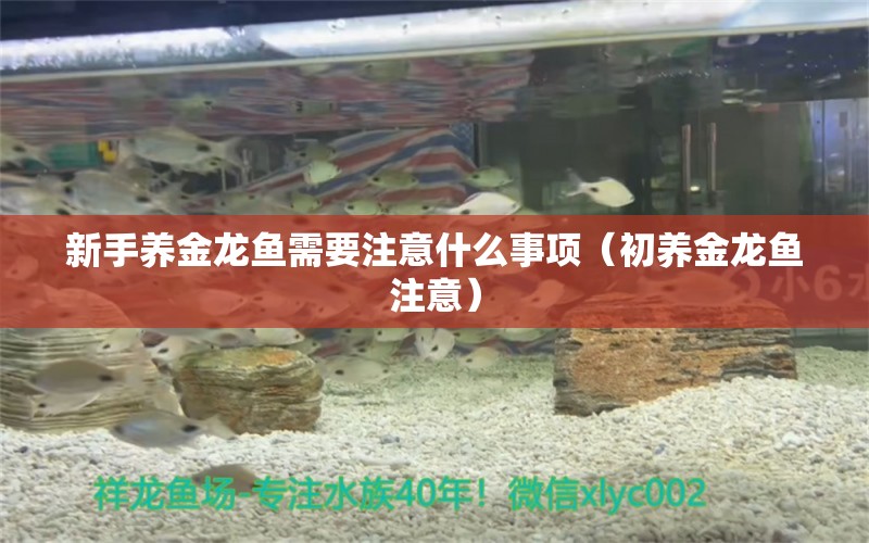 新手養(yǎng)金龍魚需要注意什么事項(xiàng)（初養(yǎng)金龍魚注意）