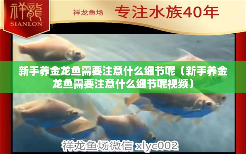 新手養(yǎng)金龍魚需要注意什么細節(jié)呢（新手養(yǎng)金龍魚需要注意什么細節(jié)呢視頻） 祥龍水族醫(yī)院