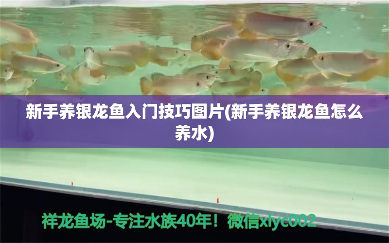 新手養(yǎng)銀龍魚入門技巧圖片(新手養(yǎng)銀龍魚怎么養(yǎng)水) 銀龍魚