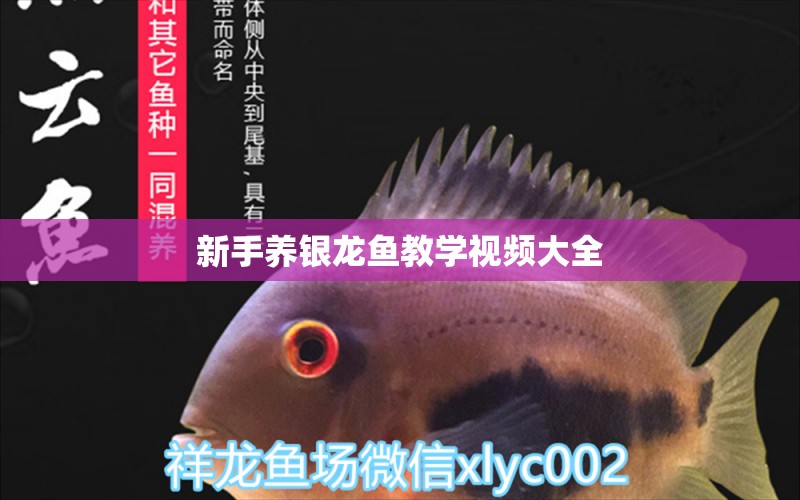 新手養(yǎng)銀龍魚教學視頻大全 銀龍魚