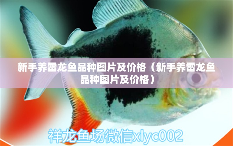 新手養(yǎng)雷龍魚品種圖片及價格（新手養(yǎng)雷龍魚品種圖片及價格） 龍魚疾病與治療