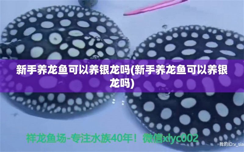 新手養(yǎng)龍魚可以養(yǎng)銀龍嗎(新手養(yǎng)龍魚可以養(yǎng)銀龍嗎)