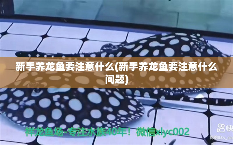 新手養(yǎng)龍魚要注意什么(新手養(yǎng)龍魚要注意什么問題) iwish愛唯希品牌魚缸