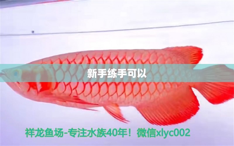 新手練手可以 紅老虎魚