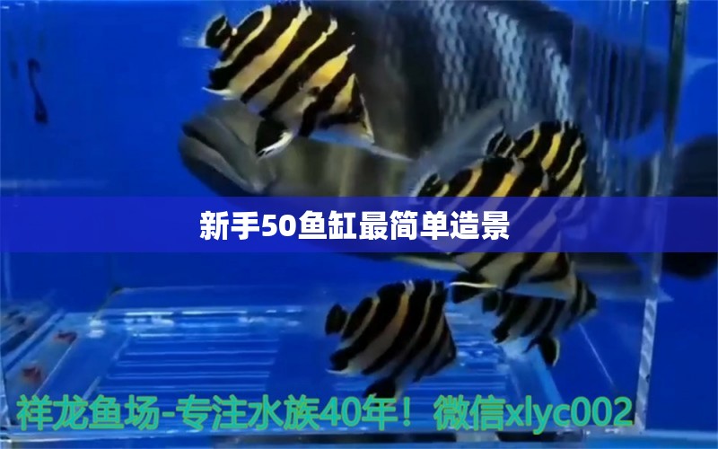 新手50魚缸最簡單造景 