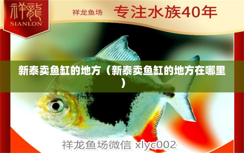 新泰賣(mài)魚(yú)缸的地方（新泰賣(mài)魚(yú)缸的地方在哪里）