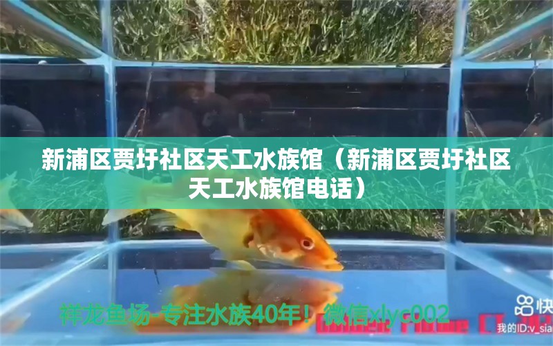 新浦區(qū)賈圩社區(qū)天工水族館（新浦區(qū)賈圩社區(qū)天工水族館電話） 全國水族館企業(yè)名錄