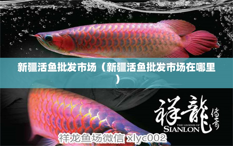 新疆活魚批發(fā)市場（新疆活魚批發(fā)市場在哪里） 廣州龍魚批發(fā)市場