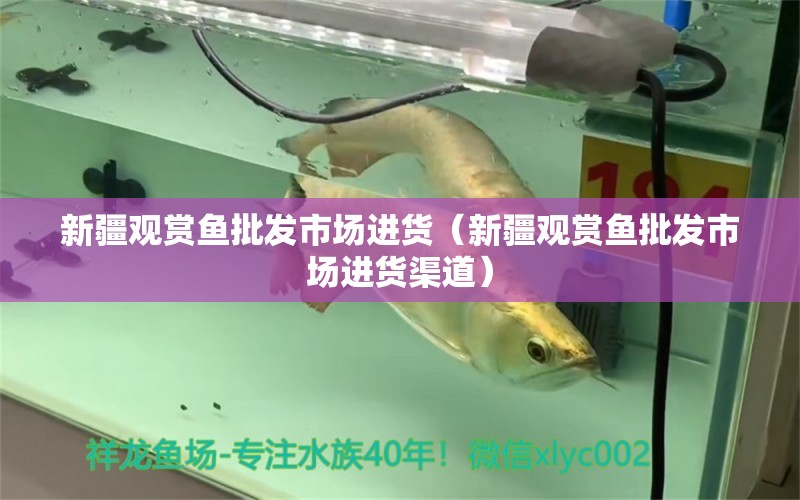 新疆觀賞魚批發(fā)市場進貨（新疆觀賞魚批發(fā)市場進貨渠道） 觀賞魚批發(fā)