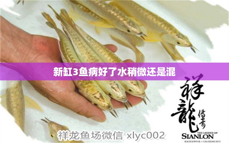 新缸3魚病好了水稍微還是混 龍魚疾病與治療