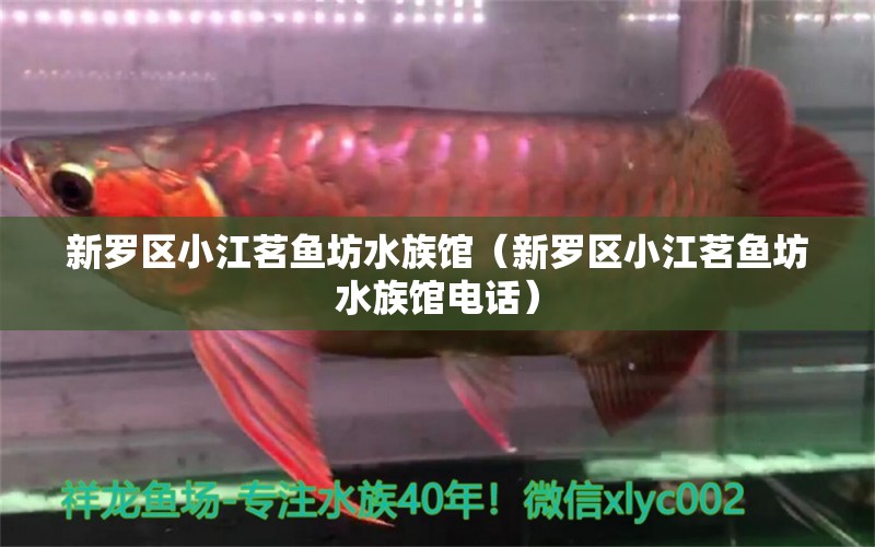 新羅區(qū)小江茗魚坊水族館（新羅區(qū)小江茗魚坊水族館電話）