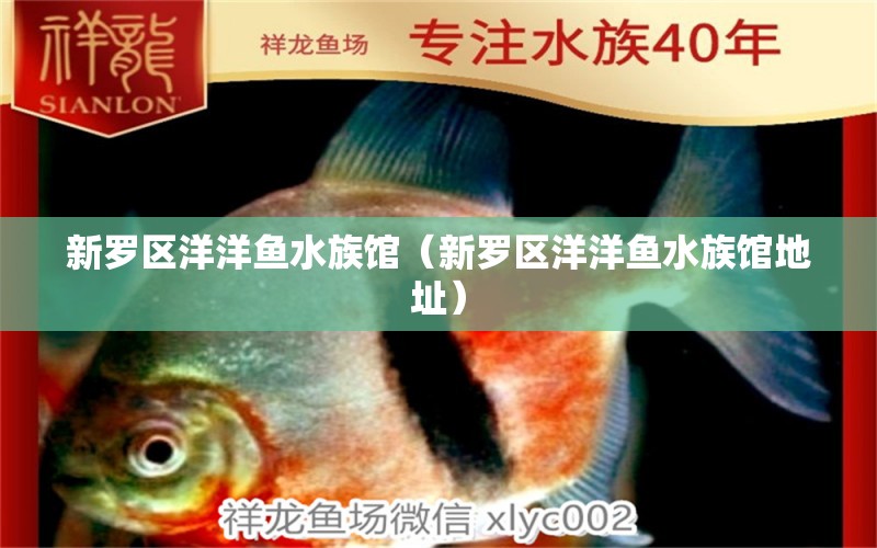 新羅區(qū)洋洋魚水族館（新羅區(qū)洋洋魚水族館地址）