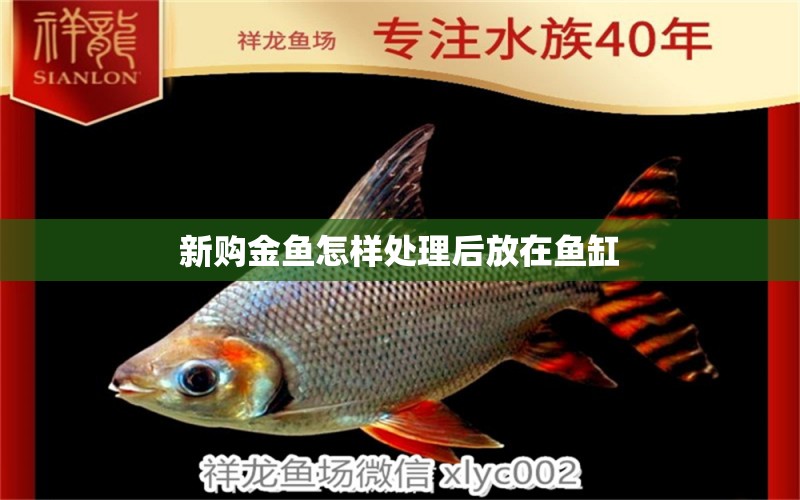 新購金魚怎樣處理后放在魚缸 祥龍魚場(chǎng)