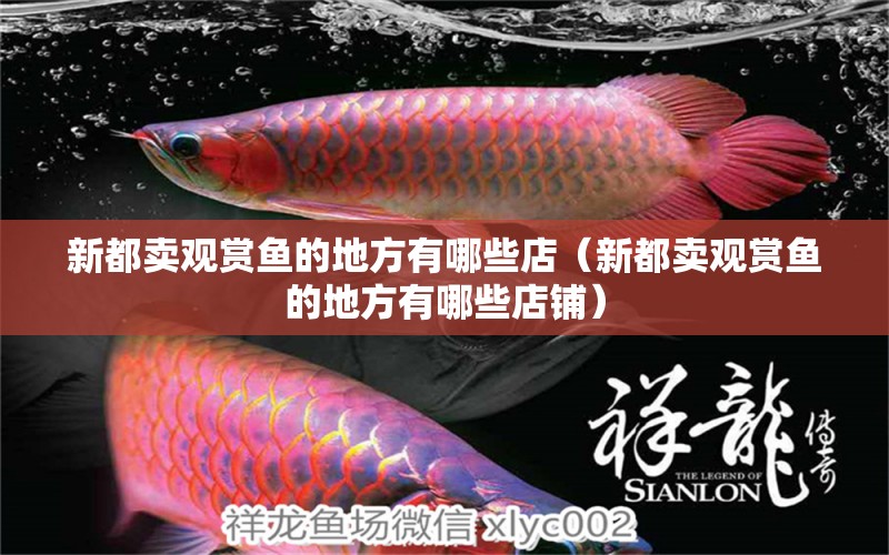 新都賣觀賞魚的地方有哪些店（新都賣觀賞魚的地方有哪些店鋪） 祥龍水族醫(yī)院