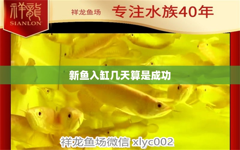 新魚入缸幾天算是成功