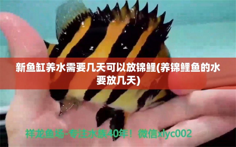 新魚缸養(yǎng)水需要幾天可以放錦鯉(養(yǎng)錦鯉魚的水要放幾天) 印尼三紋虎 第1張