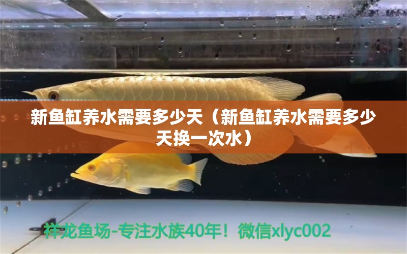 新魚缸養(yǎng)水需要多少天（新魚缸養(yǎng)水需要多少天換一次水） 飛鳳魚