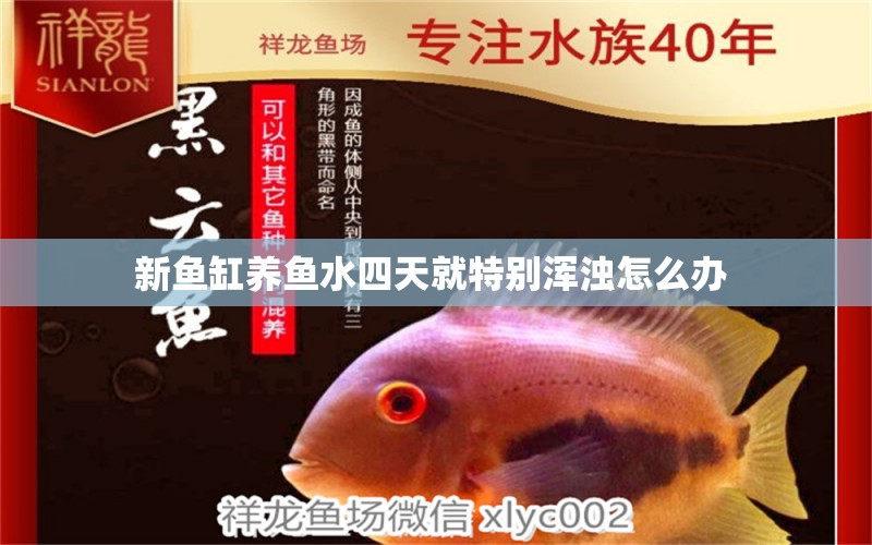 新魚缸養(yǎng)魚水四天就特別渾濁怎么辦  白子紅龍魚