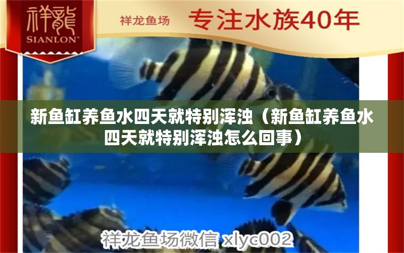 新魚缸養(yǎng)魚水四天就特別渾濁（新魚缸養(yǎng)魚水四天就特別渾濁怎么回事）