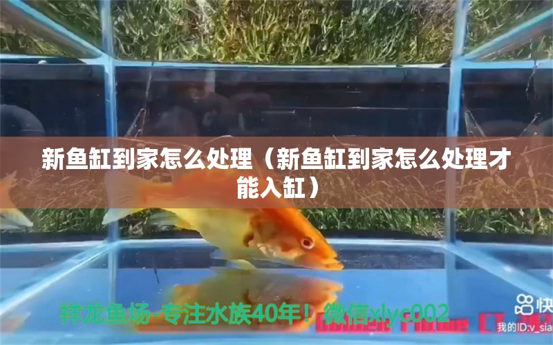 新魚缸到家怎么處理（新魚缸到家怎么處理才能入缸）