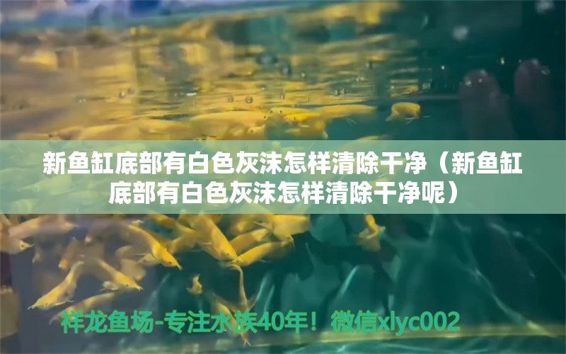 新魚缸底部有白色灰沫怎樣清除干凈（新魚缸底部有白色灰沫怎樣清除干凈呢）