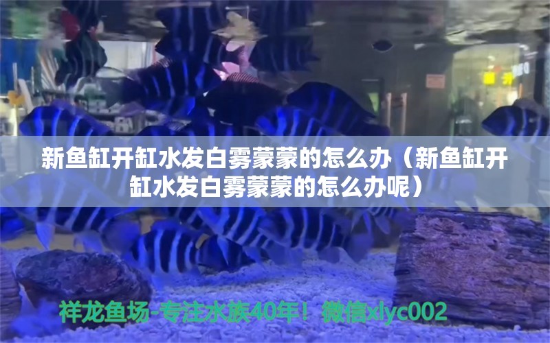 新魚缸開缸水發(fā)白霧蒙蒙的怎么辦（新魚缸開缸水發(fā)白霧蒙蒙的怎么辦呢）